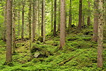 Image of the springtime colors in Valserine forest