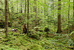 Image of Valserine forest with green springtime colors