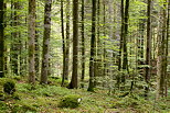 Photo of Valserine forest with green colors at springtime