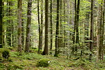 Photo of Valserine forest with green colors at springtime