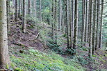 Photographie de conifres dans la fort de montagne du Cold de la Forclaz