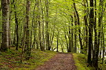 Photograph of an autumn path in the forest along the Rhone river