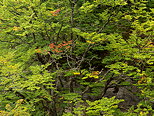 Photographie de l'apparition des premires couleurs d'automne dans la fort au bord du Rhne