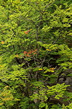 Photo du feuillage d'automne dans la fort au bord du Rhne