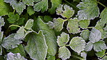 Photo de plantes givres par un matin d'automne