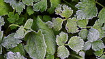 Photo de plantes givres par un matin d'automne