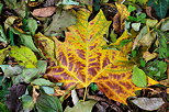 Photo de feuilles d'automne