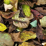 Image d'un mlange de feuilles d'automne colores