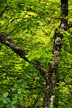 Photo du feuiilage de printemps dans la fort le long du Fornant