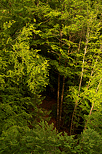 Photographie du contraste entre ombre et lumière dans la forêt de Belleydoux