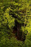 Photograph of light and shadow in Belleydoux forest