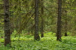 Photo of coniferous trees and green plants in french Jura forest