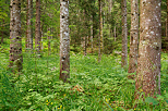 Photograph of a summerr morning in Champfromier forest, Haut Jura Natural Park