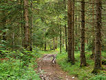 Image of a trail in Champfromier forest in Haut Jura Natural Park