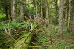 Photographie d'un épicés déraciné dans la forêt de Champfromier
