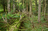 Photographie d'un pics dracin dans la fort de Champfromier