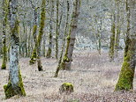 Image des arbres sur le rivage des Usses en Haute Savoie