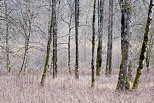 Photo of trees in the forest along Usses river