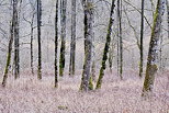 Photo d'arbres dans la fort au bord de la rivire des Usses en Haute Savoie