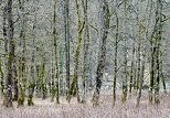 Photographie des arbres au bord de la rivire des Usses prs de Frangy en Haute Savoie