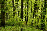 Photo d'un sous bois au printemps en Haute Savoie