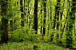 Photo d'un sous bois au printemps en Haute Savoie