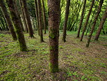 Photographie de conifres dans les forts pentues du Massif des Bauges