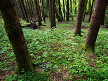 Image de conifres et de verdure printanire dans la fort du Massif des Bauges