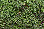 Picture of the green moss on a tree trunk