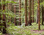 Photo de la fort de la montagne d'ge  Poisy