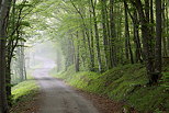 Photo d'une petite route en sous bois dans la forêt d'Arcine, Haute Savoie