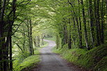 Photograph of a little road through Arcine forest