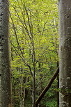 Image de la forêt d'Arcine en Haute Savoie