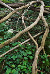 Image de vieilles branches sur le sol de la fort  Arcine, Haute Savoie