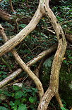 Photographies de vieilles branches dans la fort  Arcine en Haute Savoie