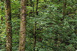 Image de troncs et de feuillages dans la forêt de Haute Savoie