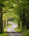 Image d'une route sinueuse  travers la fort d'Arcine