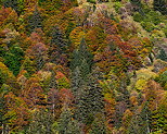 Photo des couleurs d'automne sur la forêt du Parmelan en Haute Savoie