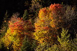 Picture with flaming autumn colors in Haute Savoie