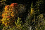 Photographie des couleurs d'automne dans la fort en moyenne montagne