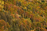 Image d'une forêt de montagne avec ses couleurs d'automne en Haute Savoie