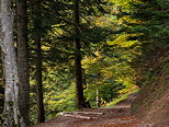 Photographie d'un chemin forestier en automne dans la montagne du Parmelan