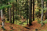 Image des couleurs d'automne dans la forêt du Parmelan en Haute Savoie