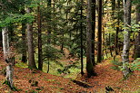 Image of autumn colors in the forest of Parmelan mountain