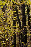 Photo d'un dtail d'un sous bois d'automne