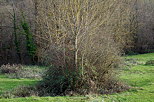 Photographie du bocage dans la campagne de Haute Savoie