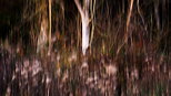 Image abstraite de l'orée de la forêt au crépuscule