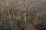 Image of the forest under the last autumn light