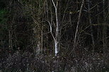 Image de l'orée d'une forêt sous la toute dernière lumière de l'automne