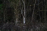 Image of the forest edge under the very last autumn light